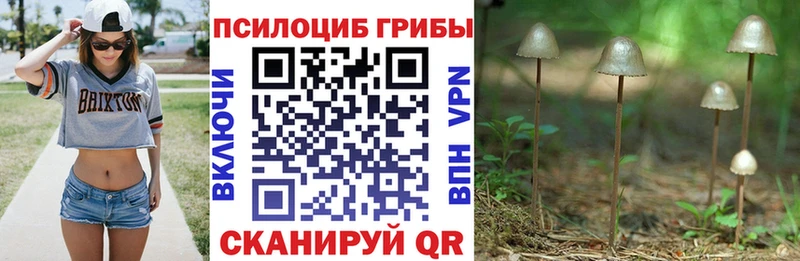 Псилоцибиновые грибы Psilocybine cubensis  Горбатов 